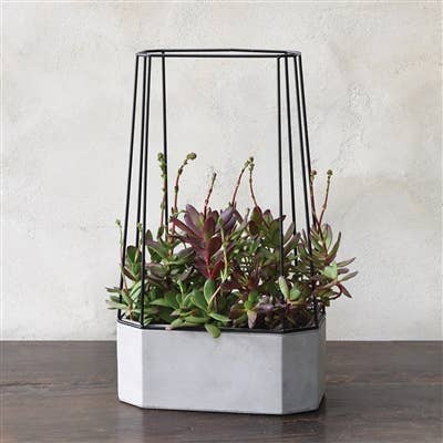 Indio Planter - Wide - Cement
